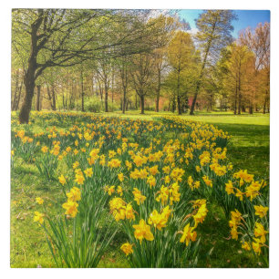 Daffodils