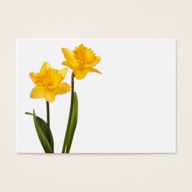 Daffodils Amarelos em branco - Vazio de Flor Daffo (Frente)