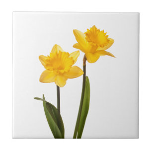 Daffodils amarelos no branco - vazio da flor do