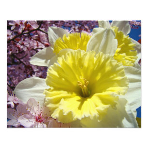 Daffodils Flores Fotografia impressão