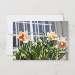 Daffodils fodils fodils primavera