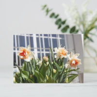 Daffodils fodils fodils primavera