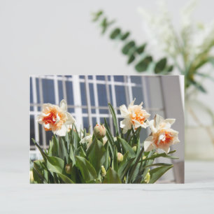 Daffodils fodils fodils primavera