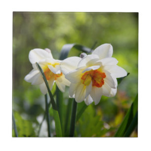 Daffodils fodils fodils primavera