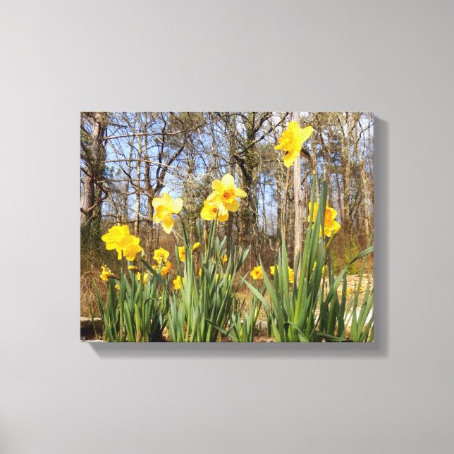 Daffodils no impressão das canvas da páscoa (Frente)
