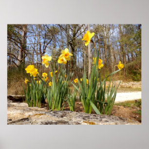 Daffodils no poster da páscoa