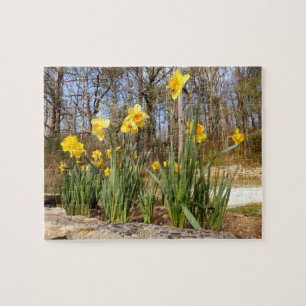 Daffodils no quebra-cabeça da foto da páscoa com
