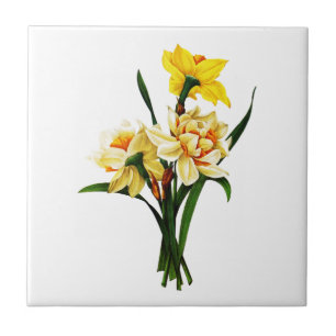 Daffodils ou narciso por Pierre Joseph Redoute