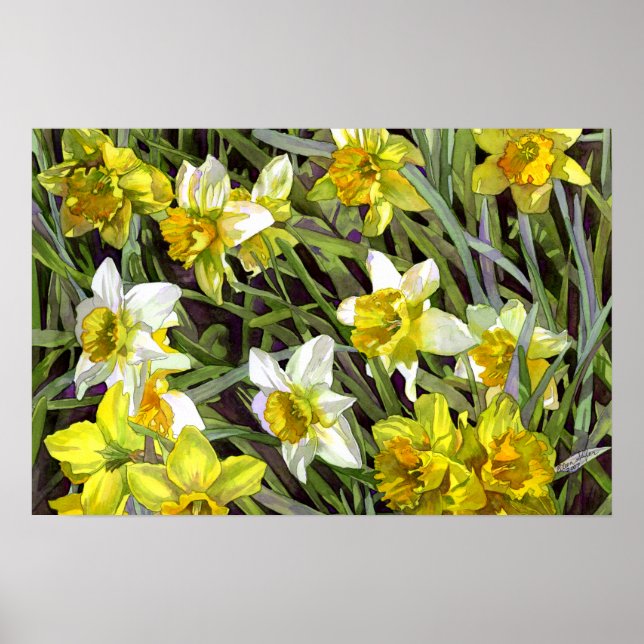 Daffodils Poster Impressão (Frente)