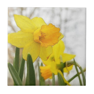 Daffodils Sunlit