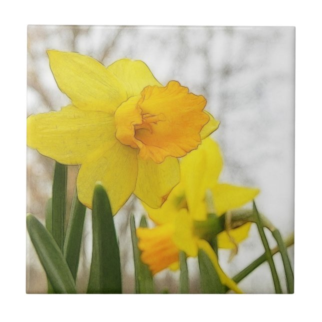 Daffodils Sunlit (Frente)