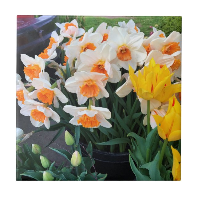 Daffodils & Tulips, Oregon (Frente)