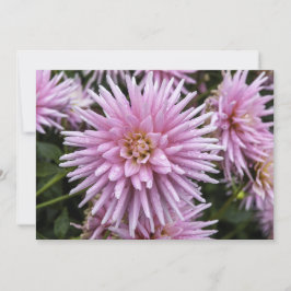 Dahla Rosa - Cartão de Saudação Flagrante