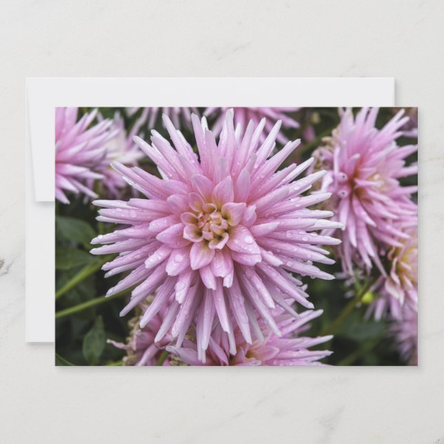 Dahla Rosa - Cartão de Saudação Flagrante (Frente)