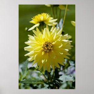 Dahlia Amarelo - Impressão