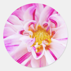 Dahlia Fllowers adesivos Rosa Dahlia Floral