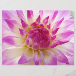 Dahlia Flor de papel Flyer roxo Rosa Branco