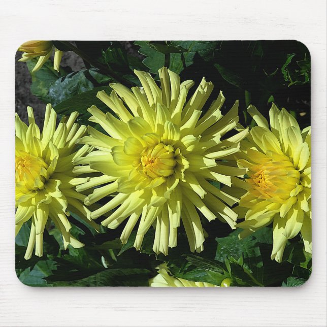 Dahlia Lakeview Brilho #1 Mouse Pad (Frente)