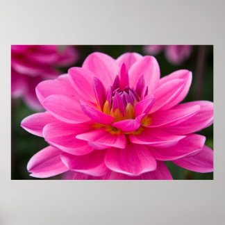 Dahlia Poster