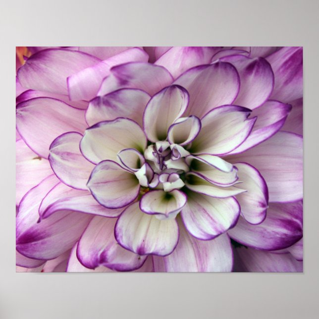 dahlia poster (Frente)