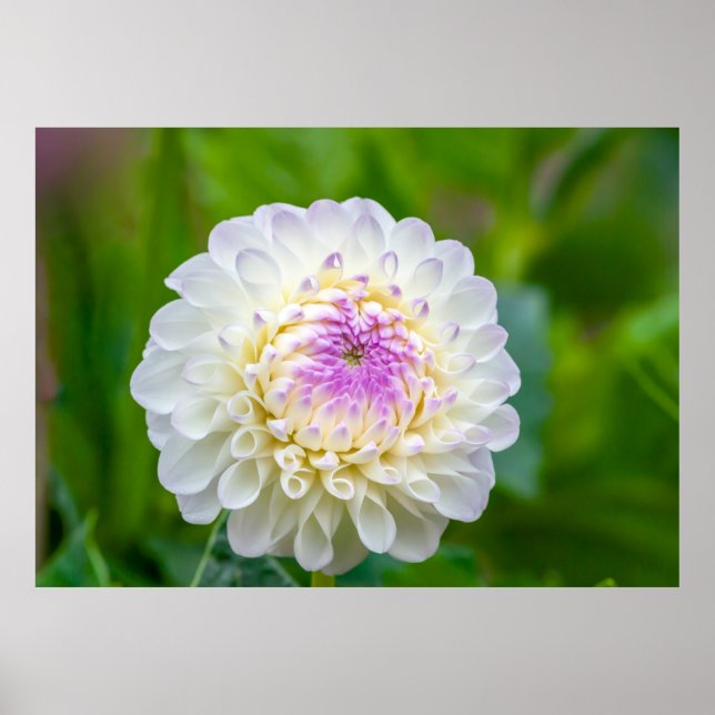 Dahlia Poster (Frente)