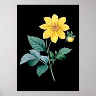 Dahlia poster preto de flor amarela