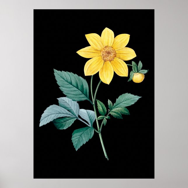 Dahlia poster preto de flor amarela (Frente)
