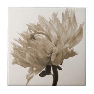 dahlia sepia impressão