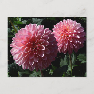 Dahlia Valley Porcupine #1 Cartão postal