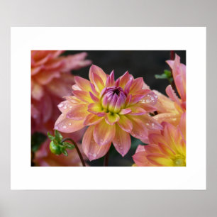 Dahlias Poster