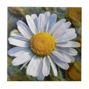 DAISES