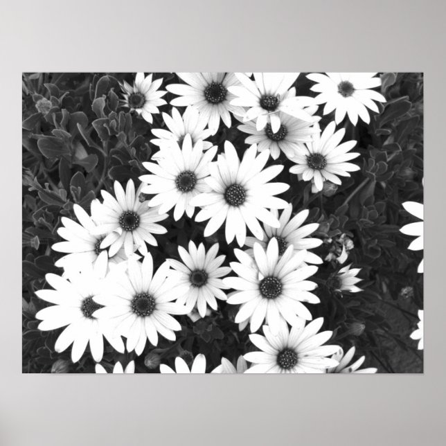 Daisies Black and White Impressão (Frente)