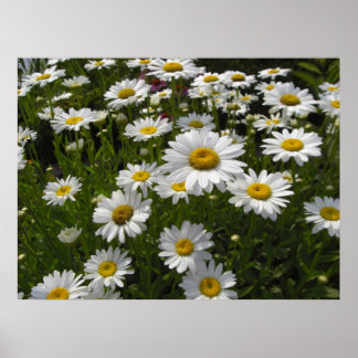 Daisies Impressão