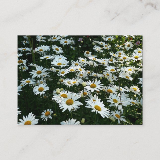 Daisies, Mini Cartão com fotos (Frente)