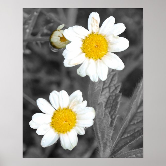 Daisies Poster (Frente)
