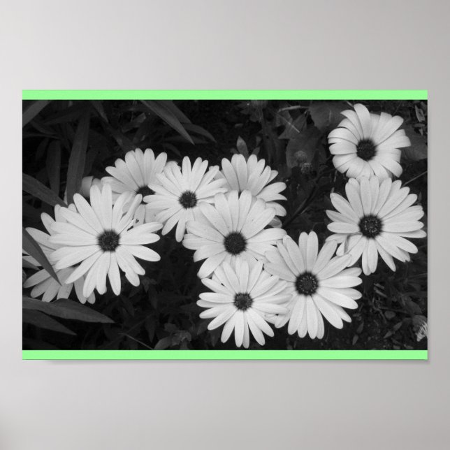 Daisies Poster (Frente)