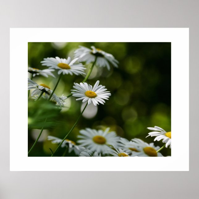 Daisies Poster (Frente)