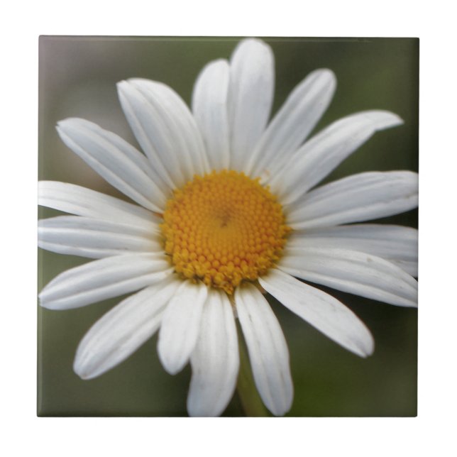 Daisy (Frente)