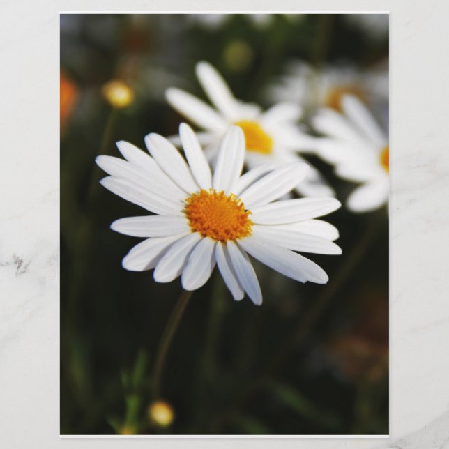 Daisy (Frente)