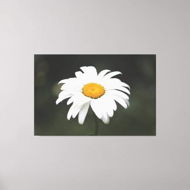 Daisy Canvas Art (Frente)