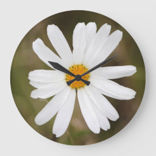 Daisy com um Relógio de Parede Chuva