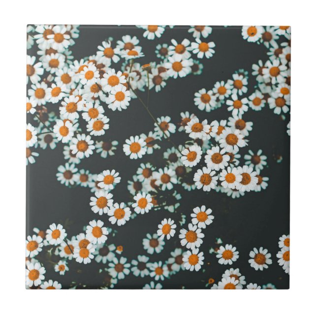 Daisy Daisies Floral (Frente)