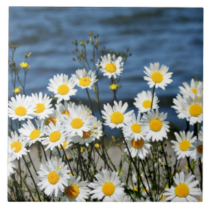 Daisy-Daisy