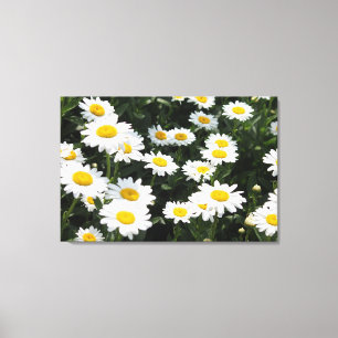 Daisy Days Stretch Canvas Print