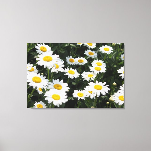 Daisy Days Stretch Canvas Print (Frente)