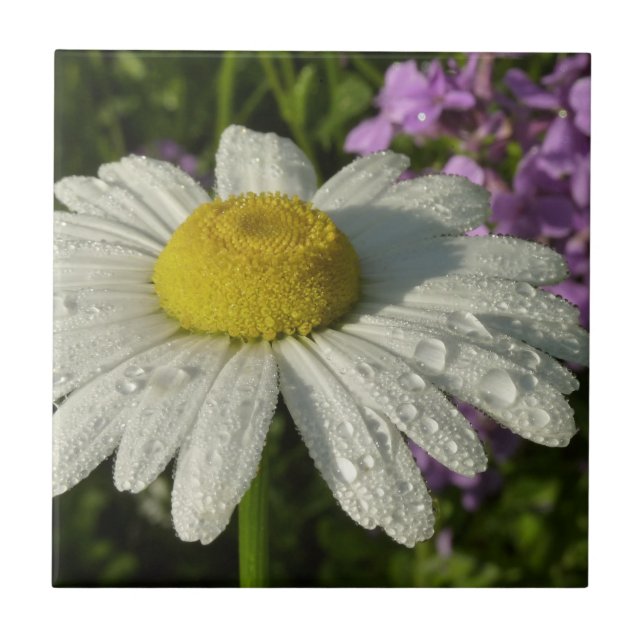 Daisy e Summer Lilac Wildflower (Frente)