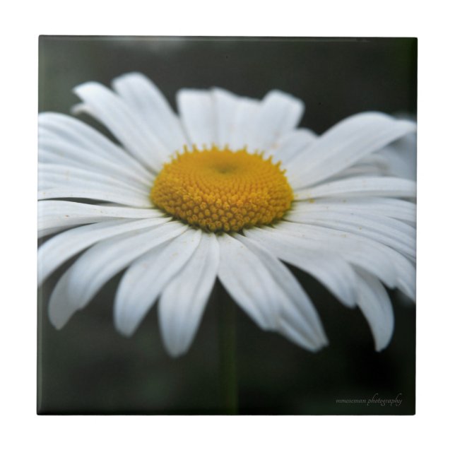 Daisy - Enfrentar (Frente)