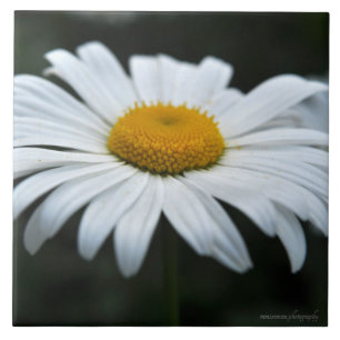 Daisy - Enfrentar