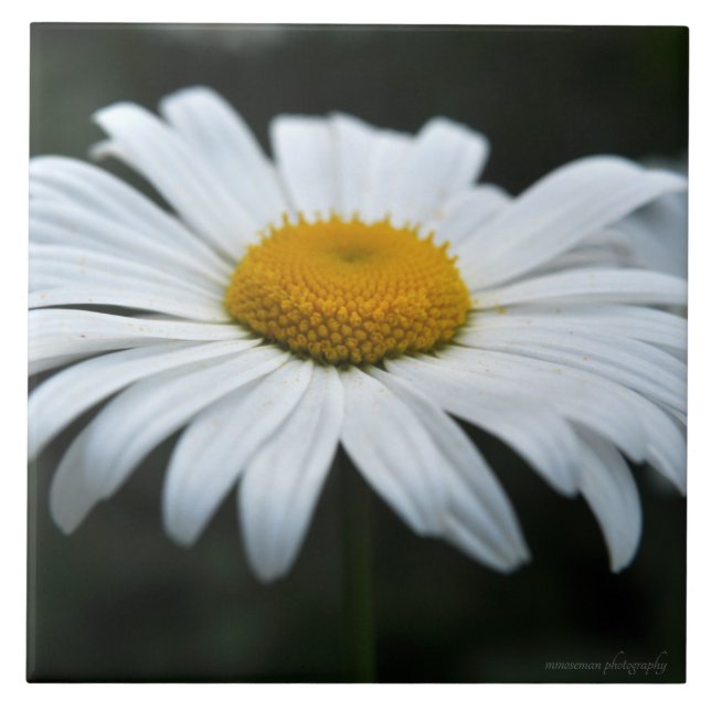 Daisy - Enfrentar (Frente)