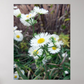 Daisy Fleabane Poster